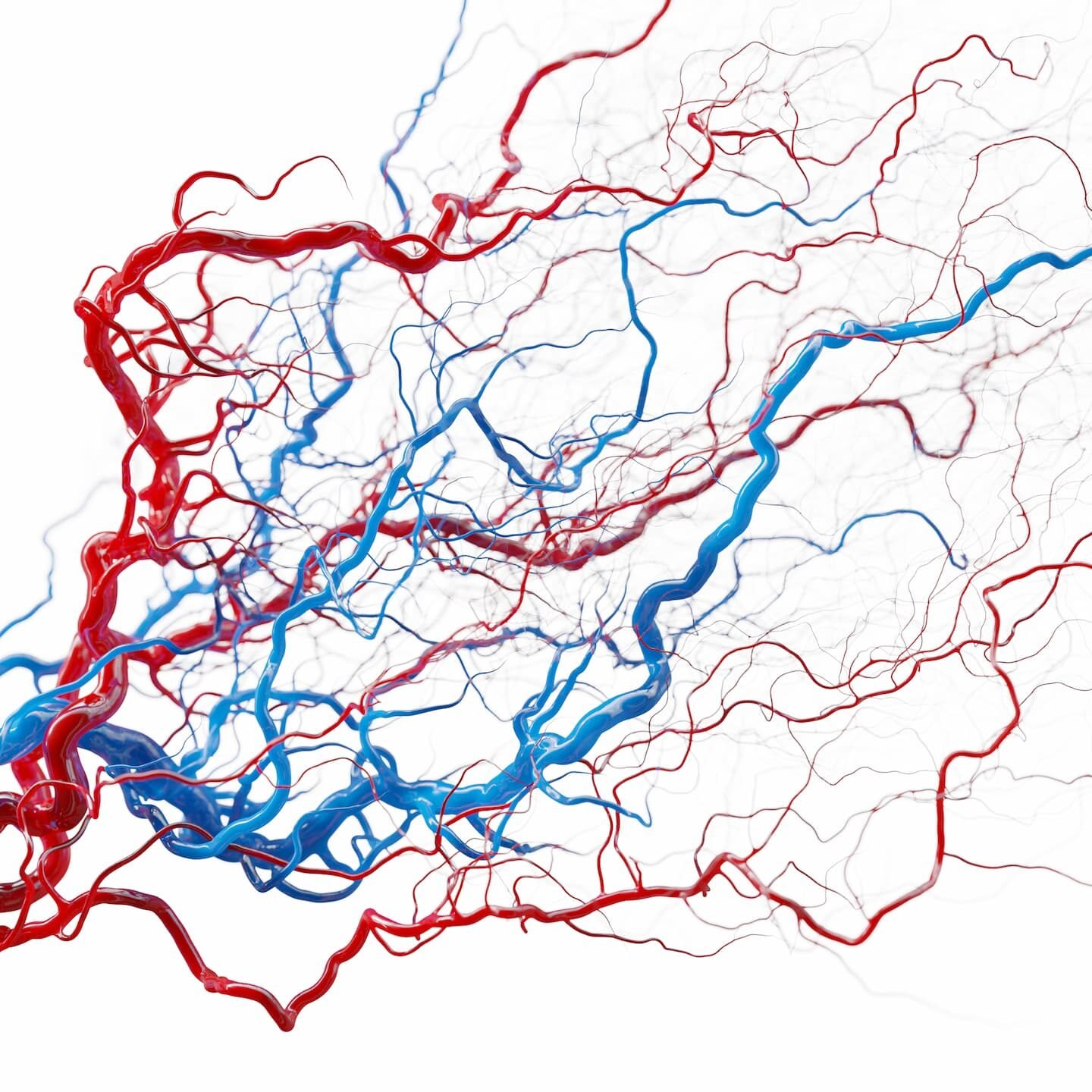 Rete di vasi sanguigni colorati